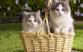 Two kittens basket grass sun - outside free wallpaper