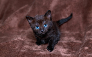 Black kitten blue eyes curious - a brown blanket free wallpaper