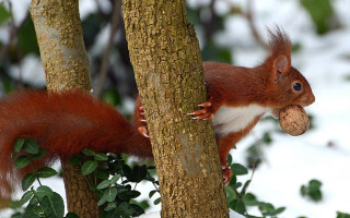 Squirrel eating nut snow tree - a nut free wallpaper for desktop