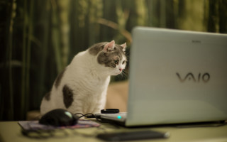 Cat laptop bamboo blurry bokeh - a desk free wallpaper