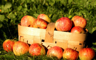 Basket apples autumn fall folk - the basket free wallpaper