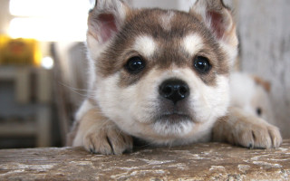 Puppy sad shiba inu wooden - beautiful eye free wallpaper