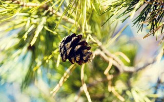 Pinecone treebranch bluesky sunlight leaves - a pine cone free wallpaper