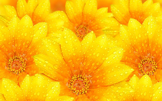 Yellow flower water droplets macro 5 - a red center free wallpaper