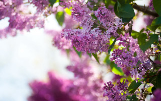 Purple cherry blossoms macro impressionism - a white sky in the background free wallpaper
