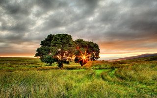 Tree sunset cloudy sky field - a trail free wallpaper for desktop