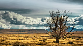 Lone tree mountain field cloudy - breyten breytenbach free wallpaper