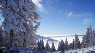 Snowy mountain forest bush ice - a few tree free wallpaper