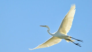White bird blue sky ecological - the side free wallpaper