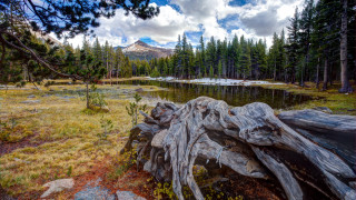 Fallen tree mountain lake snow - a mountain in the background and a lake in the foreground free wallpaper