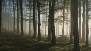 Forest magic realism bench volumetric - fog in the air and trees free wallpaper