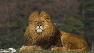 Lion sitting green field forest - david young cameron free wallpaper