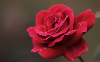 Red rose water droplets macro 43 - petal free wallpaper
