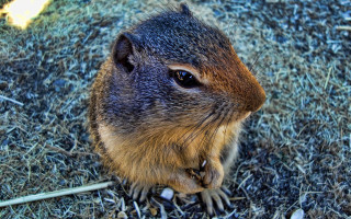 Chippy plant fence night spiderlily - a yellow leaf free wallpaper