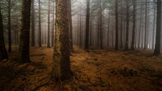 Forest dirt fog trees matte - free forest wallpaper