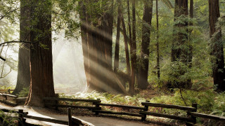 Forest path bench trees sunbeam - side of it free wallpaper