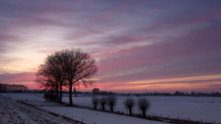 Snowy field tree fence pink - a snowy field free wallpaper for desktop
