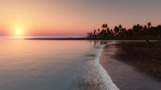 Beach sunset palm trees water 4 - fletcher martin free wallpaper