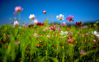 Flower field blue sky pink 2 - a field of flowers free wallpaper for desktop