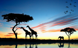 Giraffes tree sunset birds clouds - bird free wallpaper for desktop
