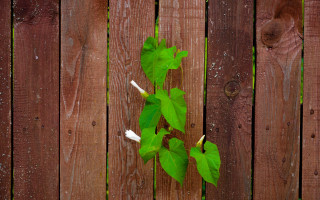 Plant vines fence leaves night - a wooden fence free wallpaper for desktop