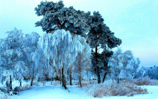 Snowy landscape ice covered trees - a cloudy day free wallpaper
