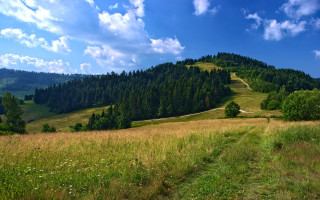 Grassy hill trail trees sky - a hill in the background and trees free wallpaper