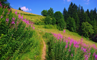 Mountain field wildflowers trail sunny - free summer wallpaper