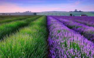 Lavender farm sunset pink sky - a field of lavender free wallpaper