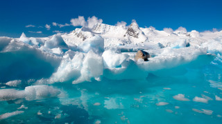 Polar bear iceberg mountains water 2 - a polar bear free wallpaper