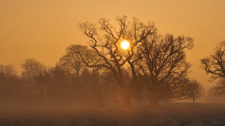 Foggy field trees sun yellow - a foggy field free wallpaper