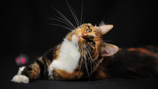 Cat laying up blue eyes - eye wide open free wallpaper