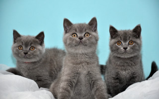 Three kittens blue background white - free cats wallpaper