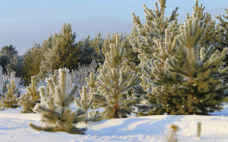 Snowy forest puzzle winter blue - a group of trees free wallpaper