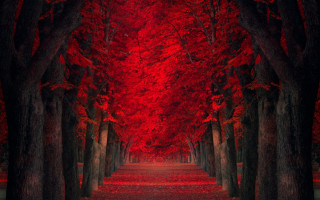 Red forest path autumn leaves - forest free wallpaper for desktop