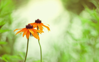 Orange flowers green leaves bokeh - the background and a blurry background behind them free wallpaper for desktop