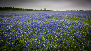 Blue flower field tree dark - a dark cloud free wallpaper