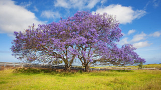 Purple tree field fence sky - in the background free wallpaper