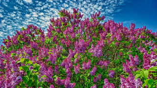 Purple flower field blue sky 3 - blue sky in the background free wallpaper