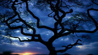 Tree sunset clouds autumn branches - dawn free wallpaper for desktop