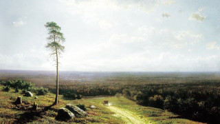 Tree hill path sheep outdoors - a few sheep free wallpaper