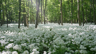 White flower forest sunlight nature - the background and sunlight free wallpaper