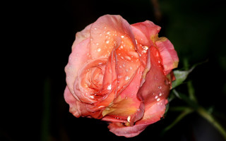 Pink rose water droplets macro 18 - the dark background free wallpaper