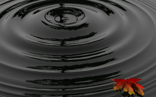 Red yellow leaf pond ripples - the surface of the water free wallpaper