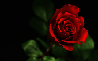 Red rose green leaves black 2 - green leaf free wallpaper for desktop