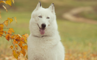 White dog blue eyes field - a blue eye free wallpaper