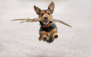 Small dog carrying stick running - a stick free wallpaper for desktop