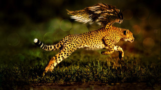 Cheetah grass bird wings fantastic - a cheetah free wallpaper