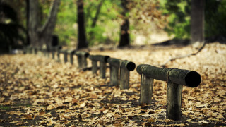 Metal pipes leaves forest bokeh - top of a leaf free wallpaper