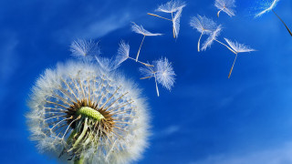 Dandelion wind blue sky clouds 2 - a dandelion free wallpaper for desktop